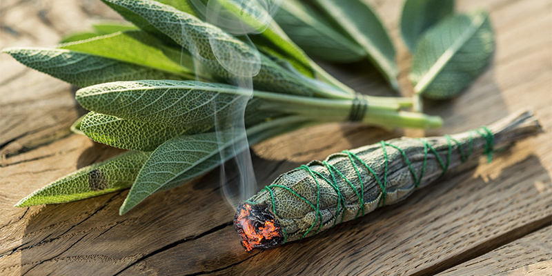 Salvia divinorum metoder til indtagelse og dosering Salvia divinorum metoder til indtagelse og dosering