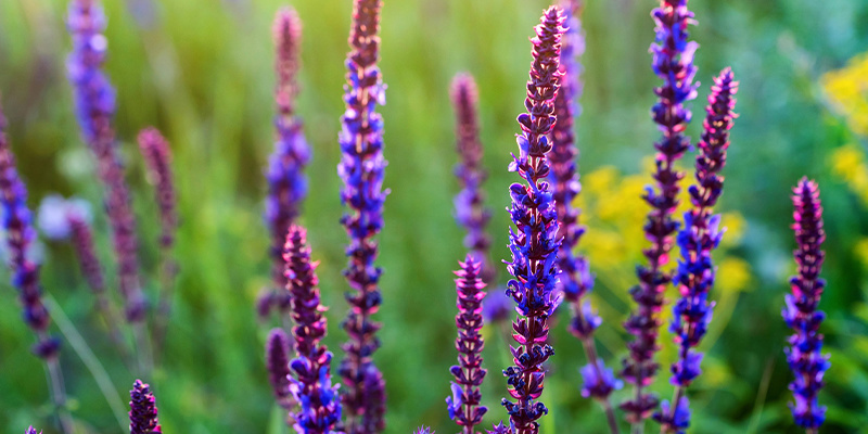 Hvad er Salvia divinorum? Hvad er Salvia divinorum?