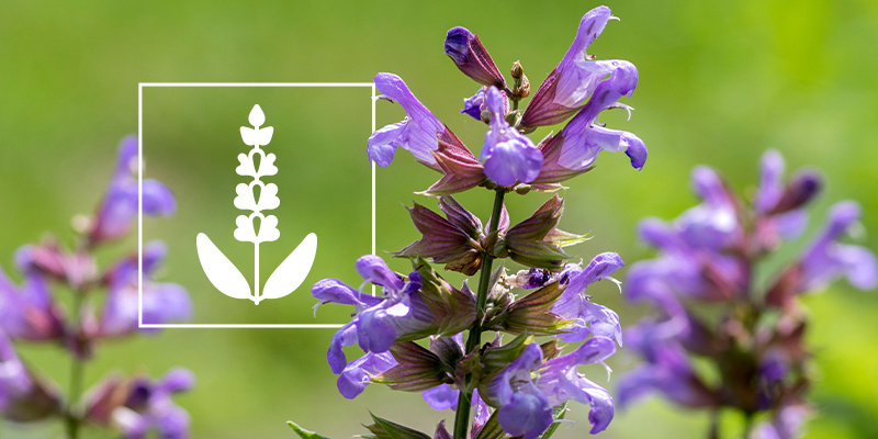 Salvia divinorum: Alt, du skal vide Salvia divinorum: Alt, du skal vide