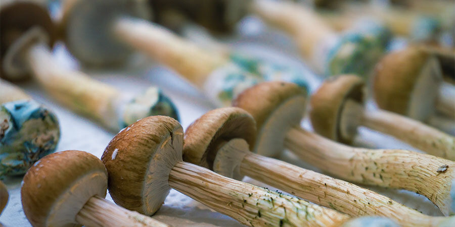 Hvordan man tager shrooms How To Take Shrooms