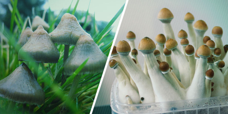 Hvordan ser magiske svampe ud? Hvordan ser magiske svampe ud?