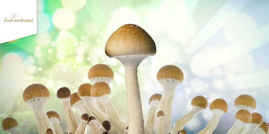 S&aring;dan dyrker du Fresh Mushrooms dyrkningskit