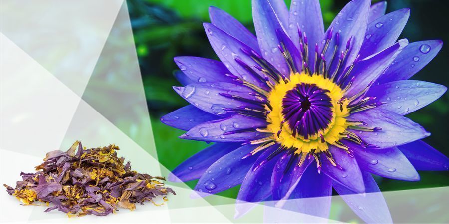 Bl&aring; lotus