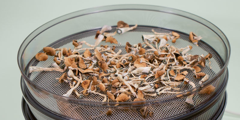 Tørring af magiske svampe med en dehydrator Tørring af magiske svampe med en dehydrator