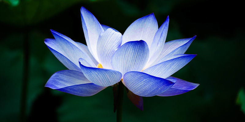 Bl&aring; lotus