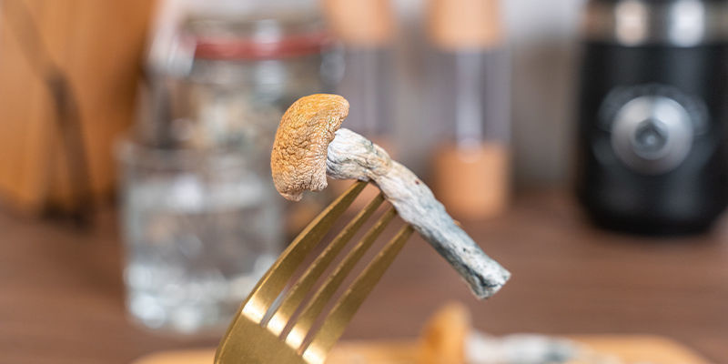 Tygge og sluge magiske svampe Chewing And Swallowing Magic Mushrooms