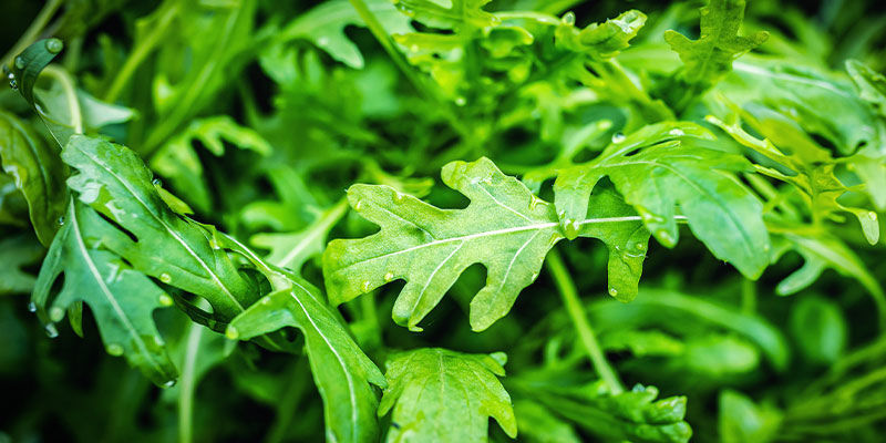 Wild Lettuce: 140 &deg;C / 284 &deg;F