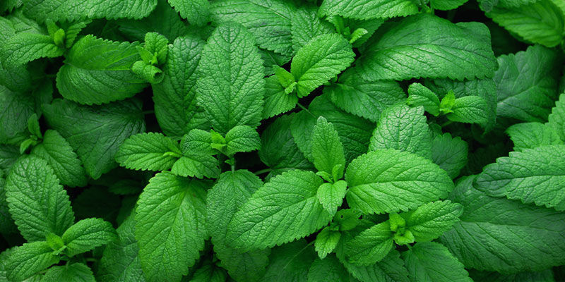 Peppermint: 160 &deg;C / 320 &deg;F