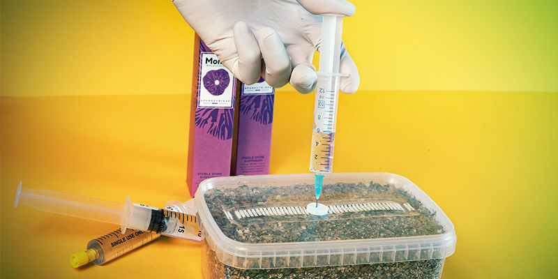 Sådan bruger du en sporesprøjte How To Use a Spore Syringe