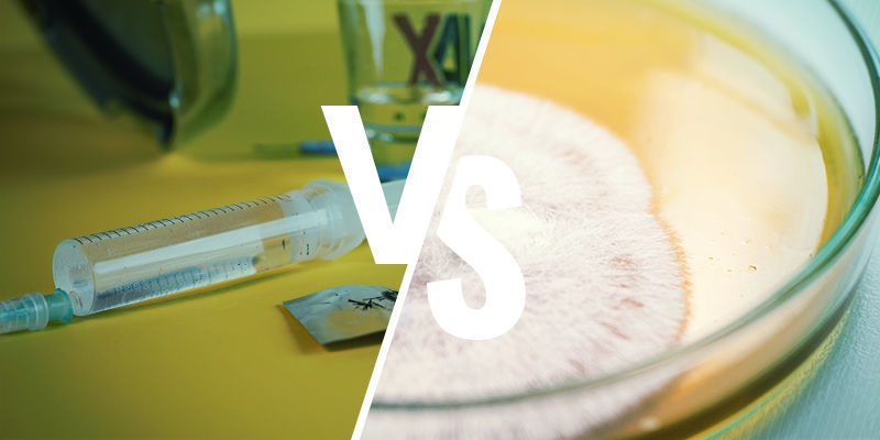 Spore Syringe Versus Spore Prints In Agar Magic Mushroom Spore Syringe Versus Spore Prints in Agar