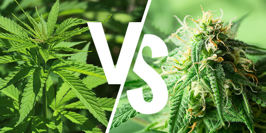 Debatten om indica vs sativa: Betyder det stadig noget? Debatten om indica vs sativa: Betyder det stadig noget?