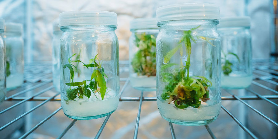 Væk fra det traditionelle sprog om cannabis Væk fra det traditionelle sprog om cannabis