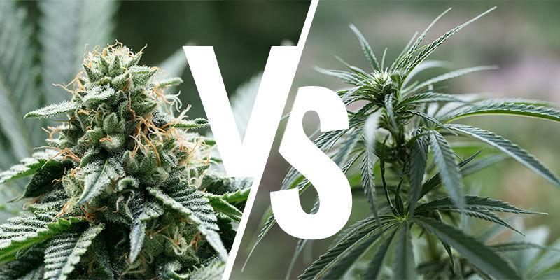 Giver Indica- og Sativa-planter forskellige effekter? Giver Indica- og Sativa-planter forskellige effekter?