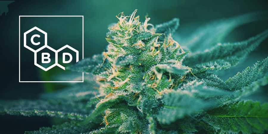 CBD-rige cannabissorter