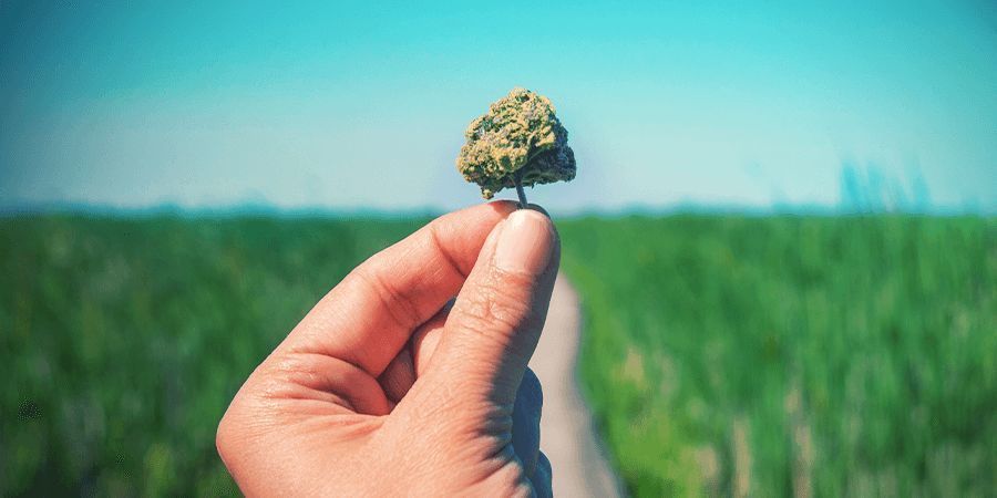 Hvad betragtes som en sort med højt CBD-indhold?