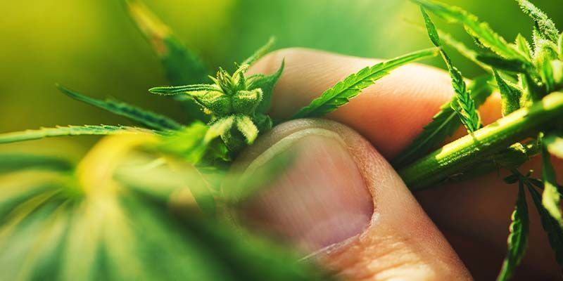 Rick Simpson Eksperimenterer med cannabis Rick Simpson Experiments With Cannabis
