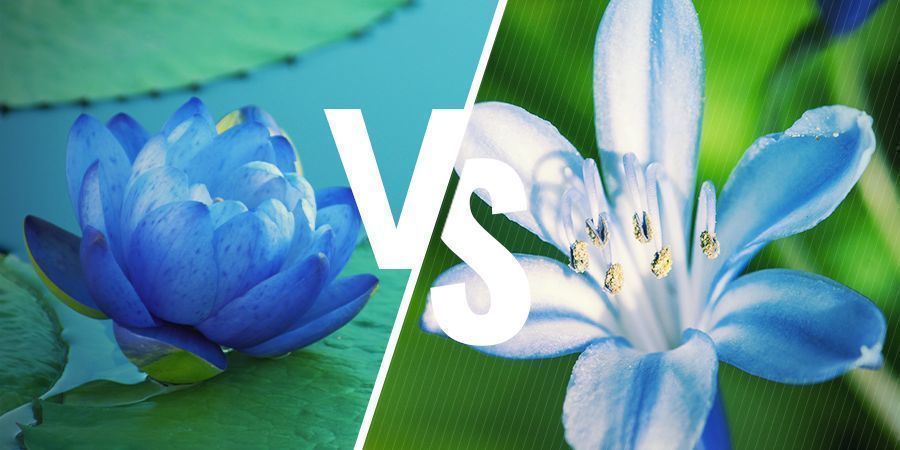 Nært beslægtede planter Blå lotus & nært beslægtede planter