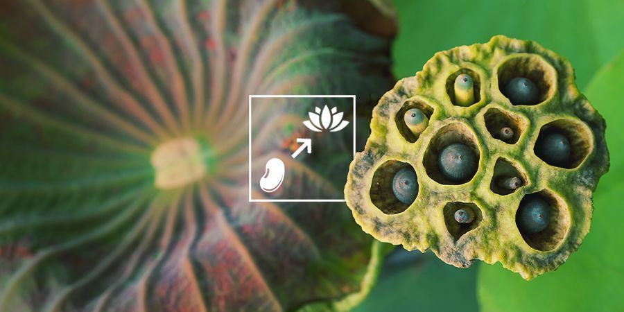 Sådan dyrker du blå lotus Sådan dyrker du blå lotus