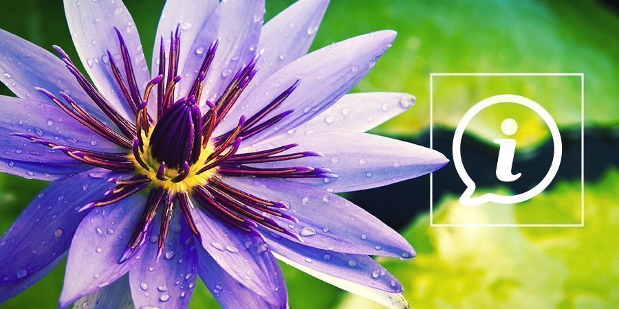 Hvad er bl&aring; lotus?