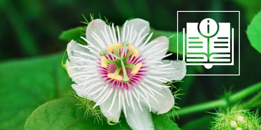 Passionsblomst: Alt, du skal vide Passionsblomst: Alt, du skal vide
