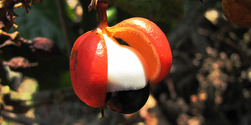 Hvad er guarana? What is guarana?