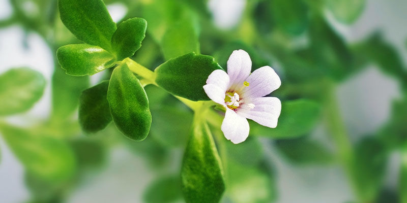 Brahmi Brahmi