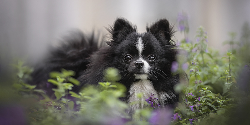 Kan katteurt bruges til hunde? Kan katteurt bruges til hunde?