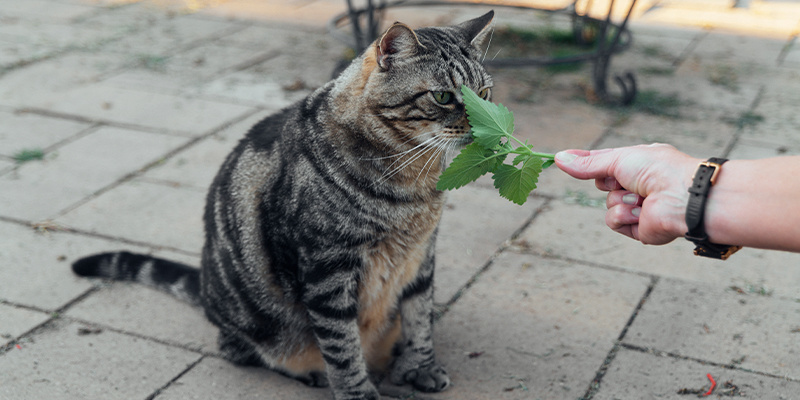 Er katteurt sikkert for katte? Er katteurt sikkert for katte?