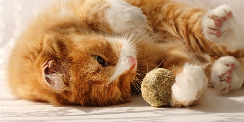 Hvorfor kan katte lide katteurt? Hvorfor kan katte lide katteurt?