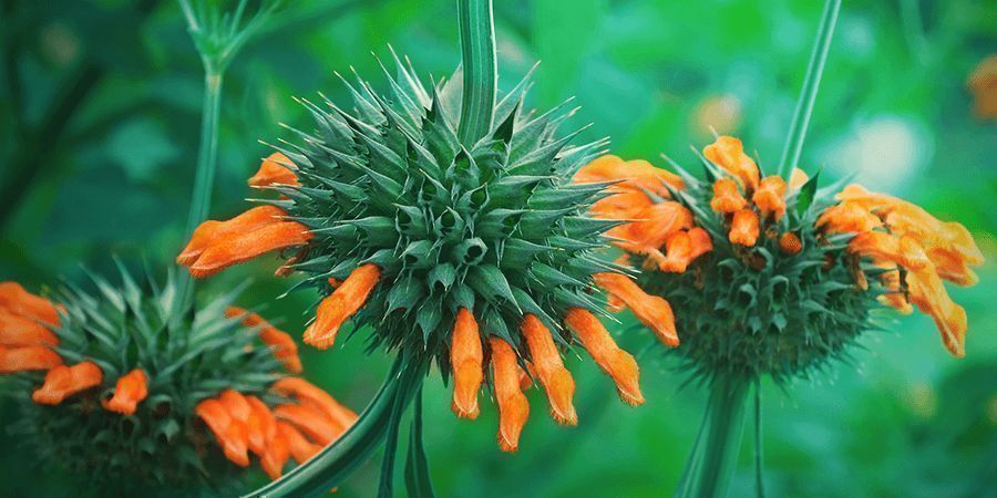 Leonotis Leonurus Botany Leonotis Leonurus Botany