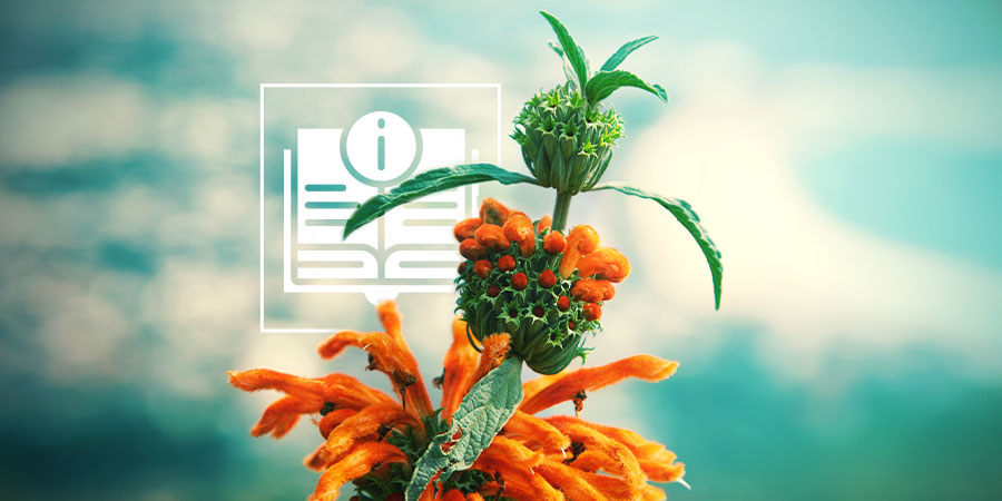 Leonotis leonurus: Alt, du skal vide Leonotis leonurus: Alt, du skal vide