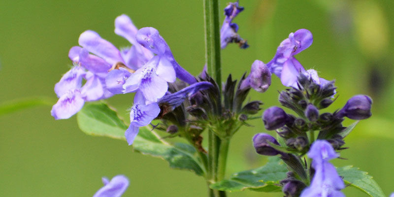 Skullcap: Alt, du skal vide