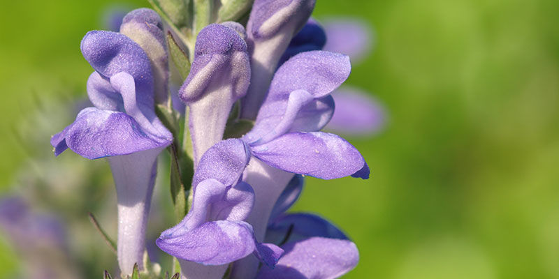 Skullcaps botanik BOTANY OF SKULLCAP