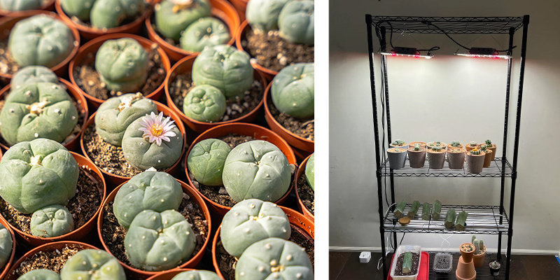 Langtidspleje af peyote (efter det første år) Langtidspleje af peyote (efter det første år)