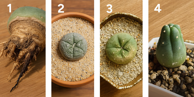 Langsigtet pleje af peyote (ud over det første år) Langsigtet pleje af peyote (ud over det første år)