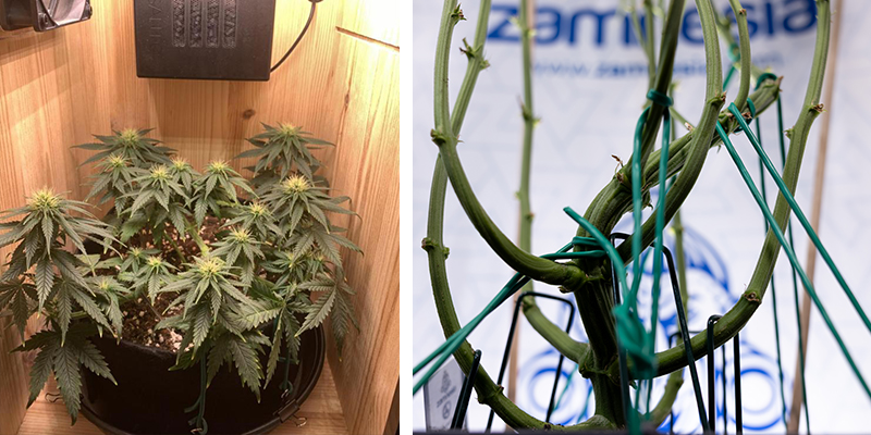 Hvorfor dyrkere bruger low-stress training Why growers use low-stress training