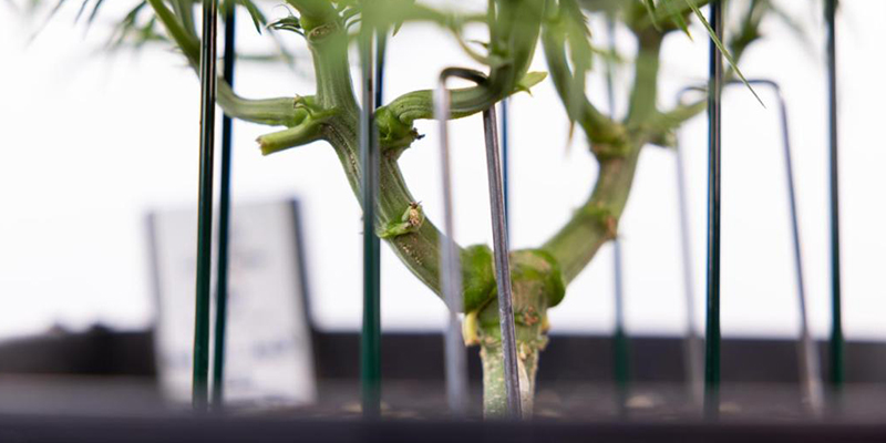 Hvad gør en cannabissort velegnet til LST? Hvad gør en cannabissort velegnet til LST?