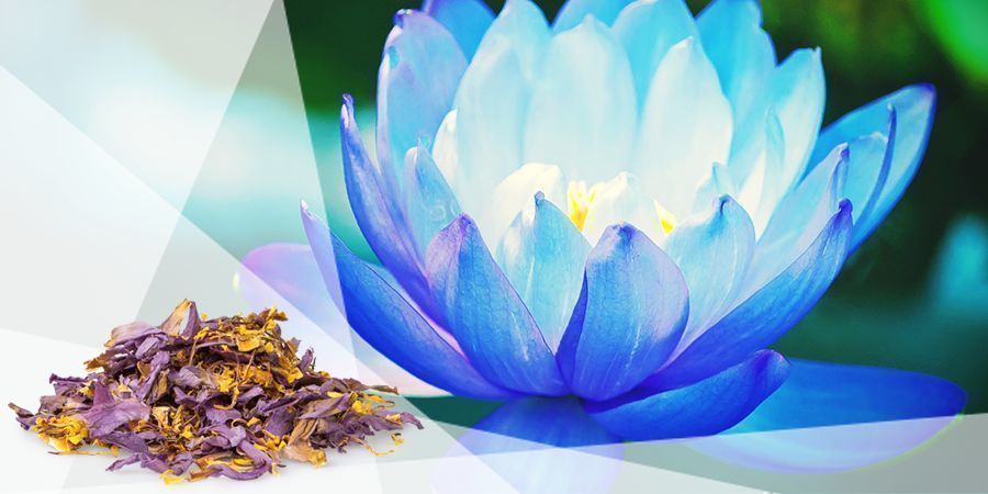 Blå lotus - vape-urter til godt humør