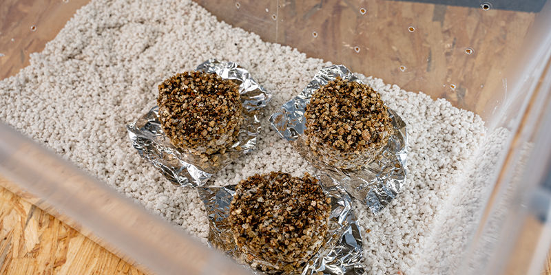 Placer kagerne i dit frugtningskammer PF tek Place the cakes in your fruiting chamber