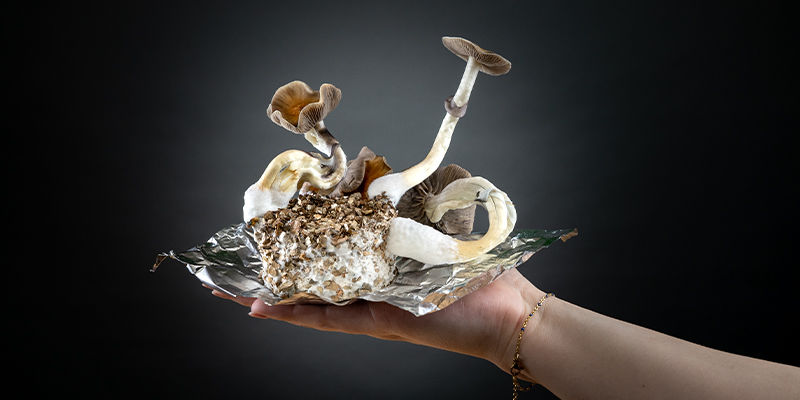 PF Tek: Dyrk de svampe, du drømmer om PF tek: Grow the shrooms of your dreams