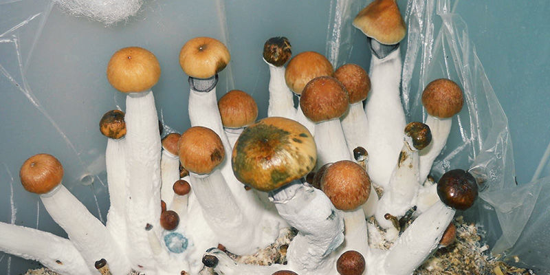 Bakteriel plet magic mushrooms Bacterial Blotch