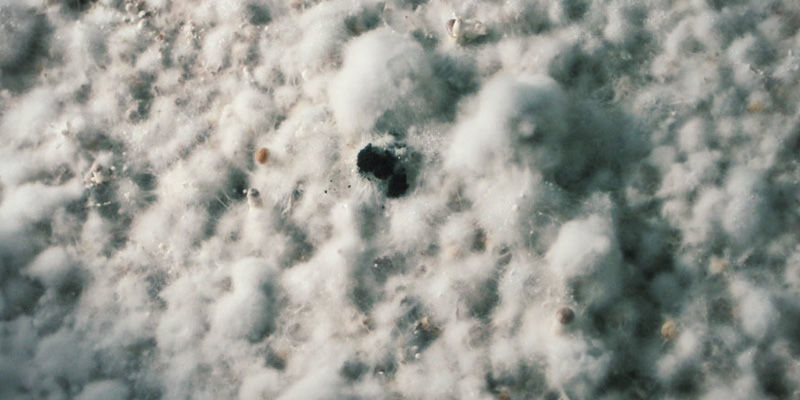 Sort skimmel (også gul skimmel og andre) magic mushrooms Black Mold (Also Yellow Mold And Others)