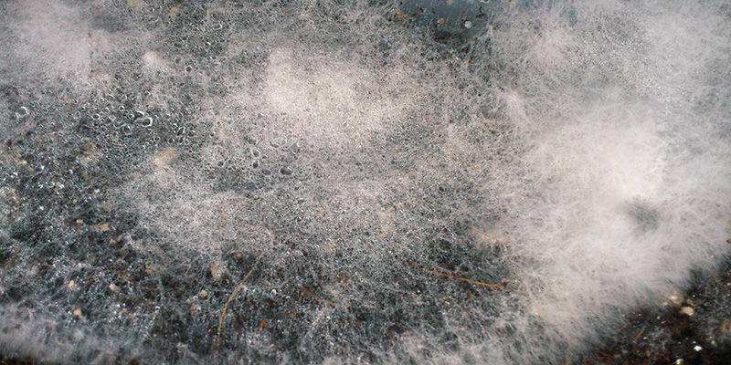 Spindelvævsskimmel / Dactylium meldug magiske svampe Spindelvævsskimmel / Dactylium meldug