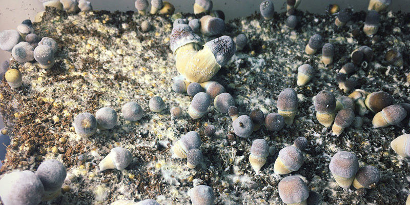 Dry Bubble magic mushrooms Dry Bubble