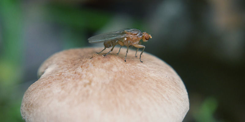 Svampemyg magic mushrooms Fungus Gnats