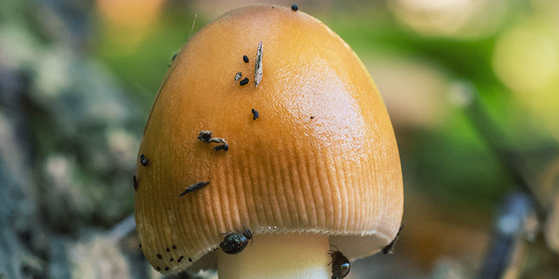 Mider magic mushrooms Mites