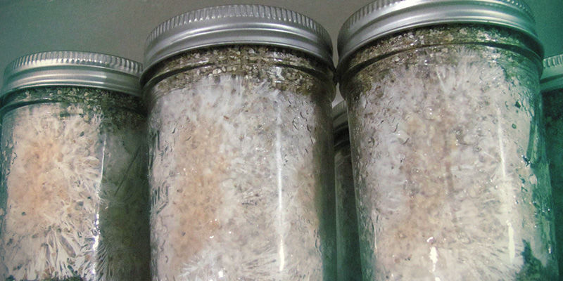 Pink skimmel / rød brødskimmel magic mushrooms Pink Mold / Red Bread Mold