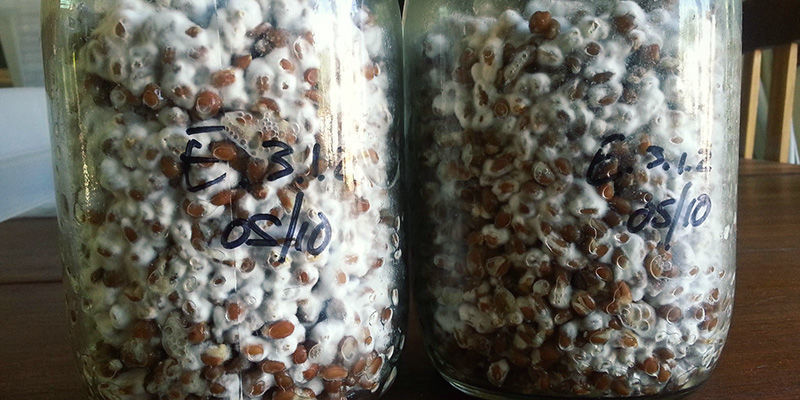 Vådplet / sur råd Magic Mushrooms Wet Spot / Sour Rot