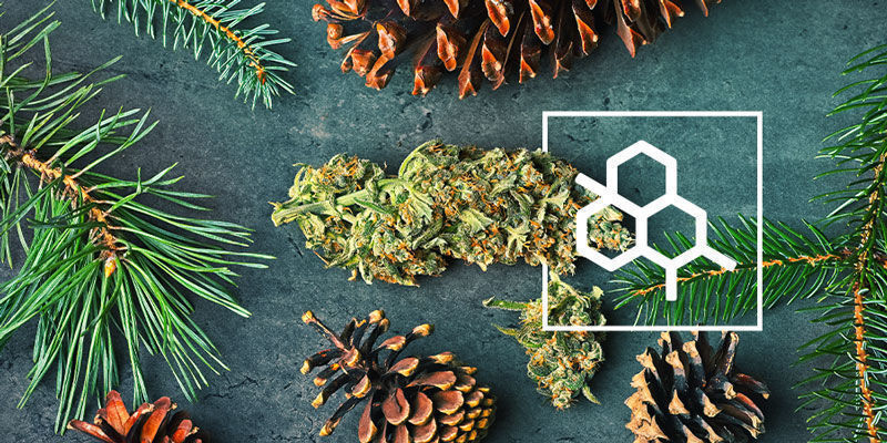 Alt, du skal vide om terpener Alt, du skal vide om terpener