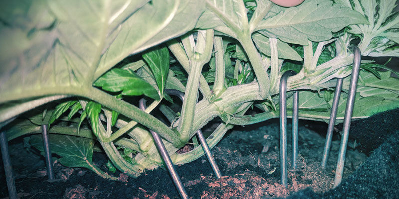Sådan øger du terpeneproduktionen Sådan øger du terpeneproduktionen